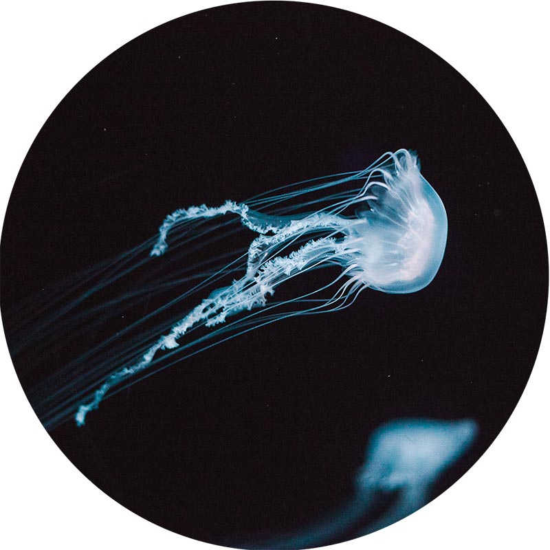 Elisha Terada jellyfish